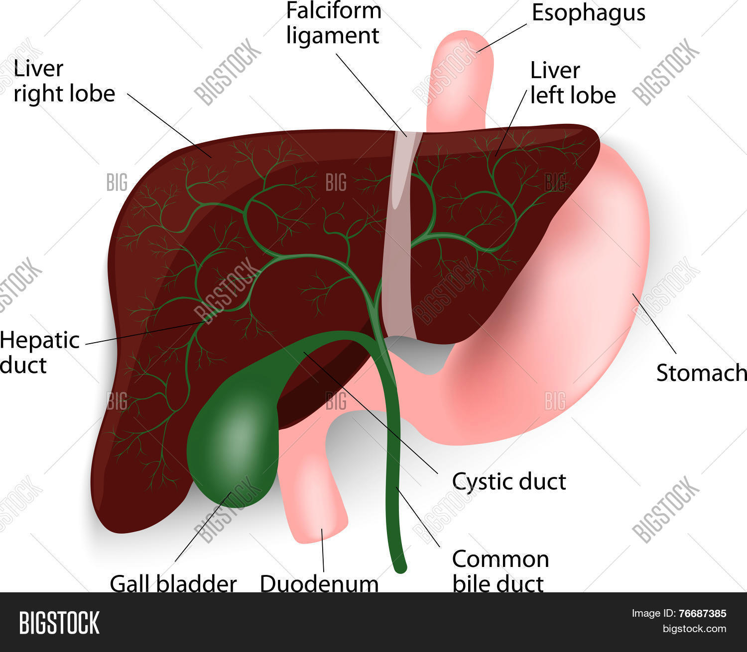 Diagram Of The Liver Human Liver Anatomy Vector Photo Free Trial Bigstock