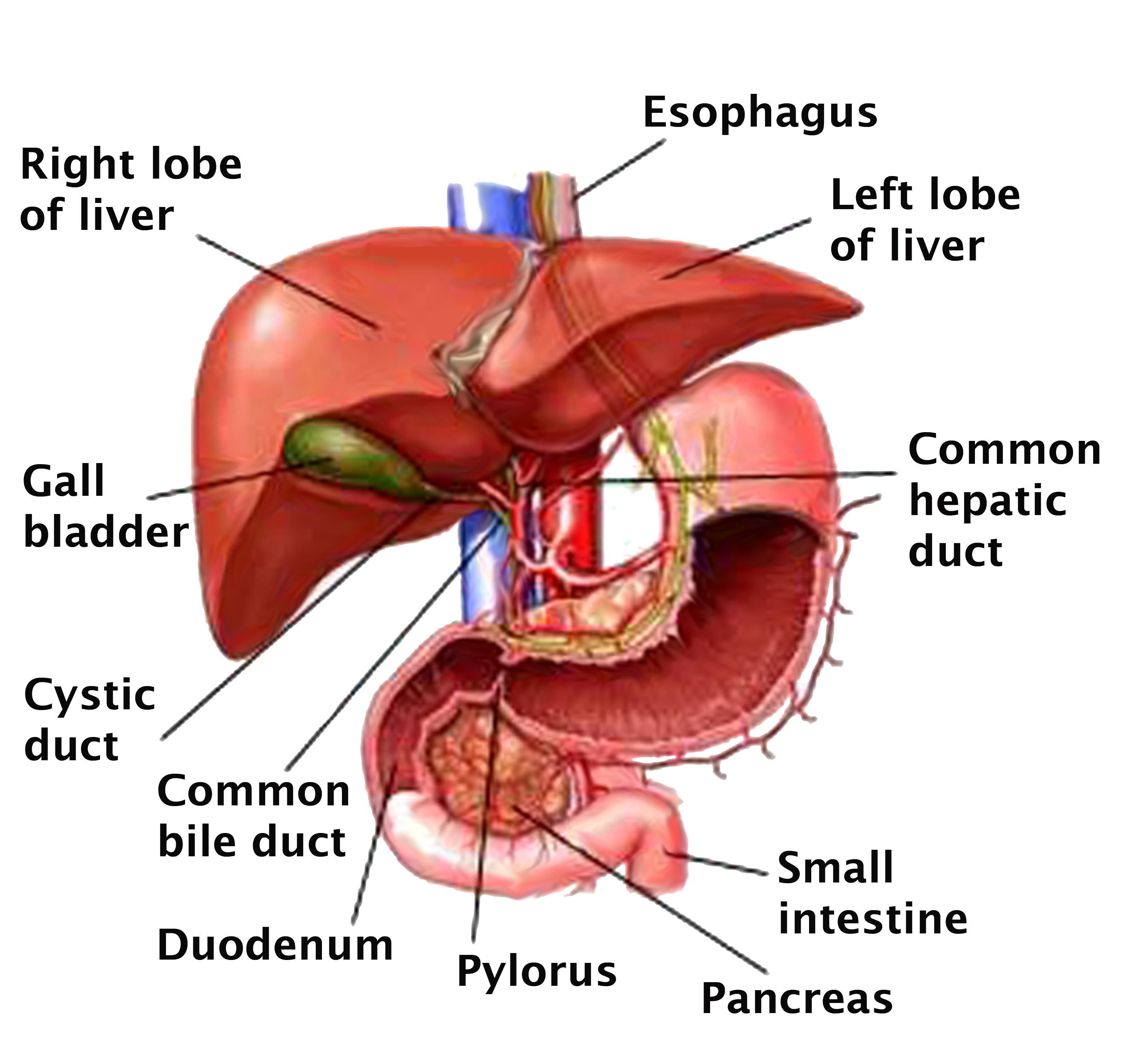 Diagram Of The Liver Largest Ever Database For Liver Proteins May Lead To Treatments For