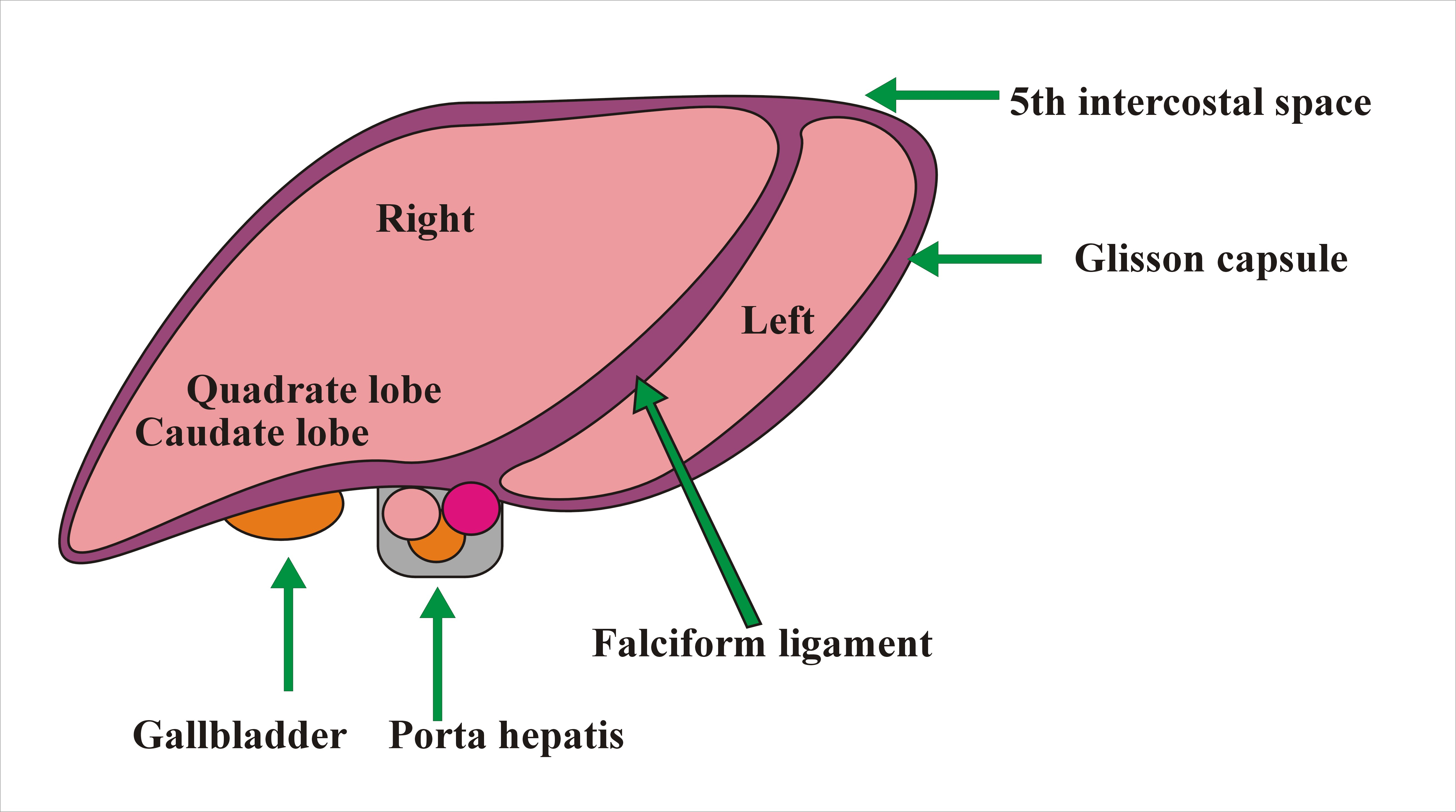 Diagram Of The Liver Liver Anatomy Labpedia