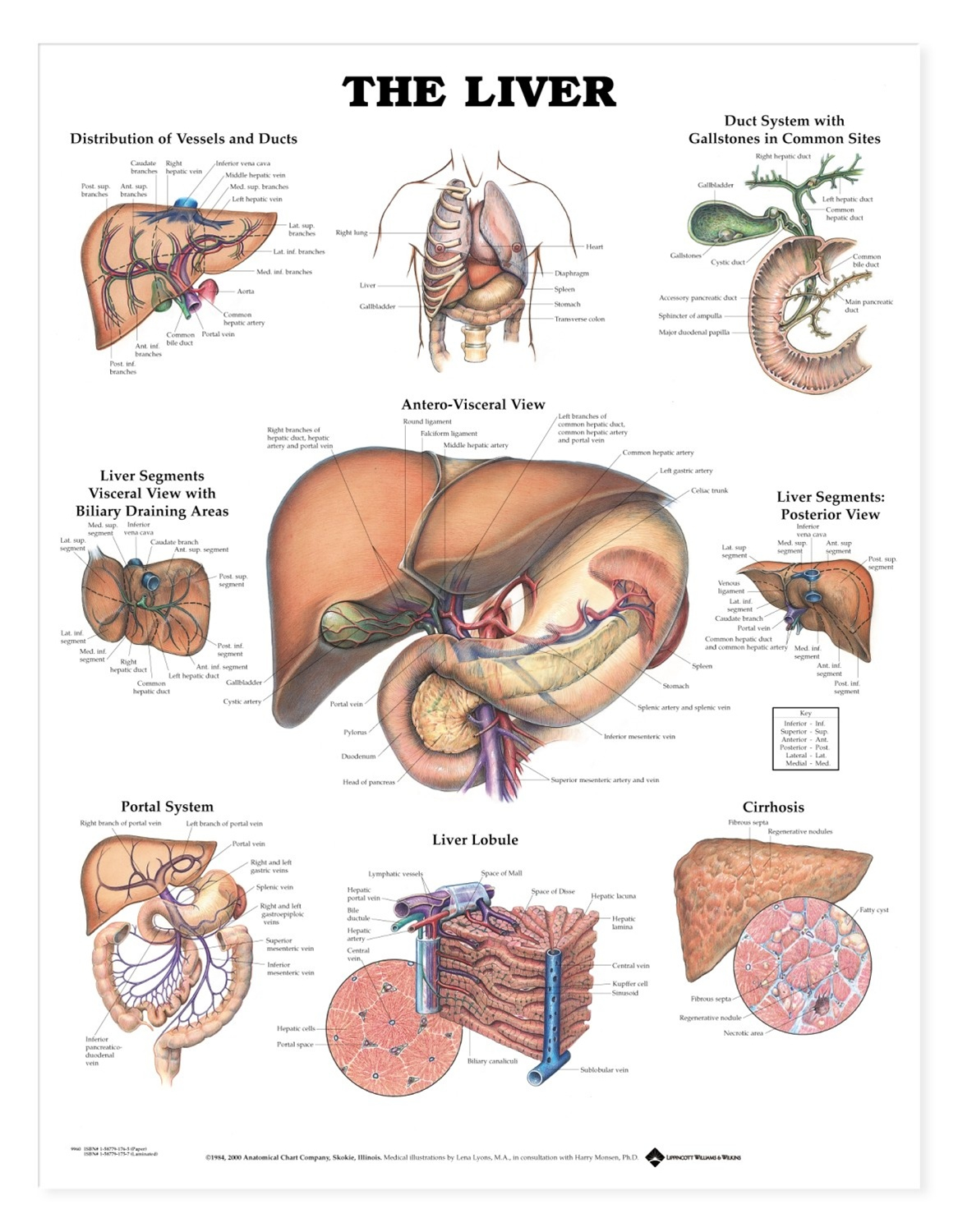Diagram Of The Liver The Liver Anatomical Chart