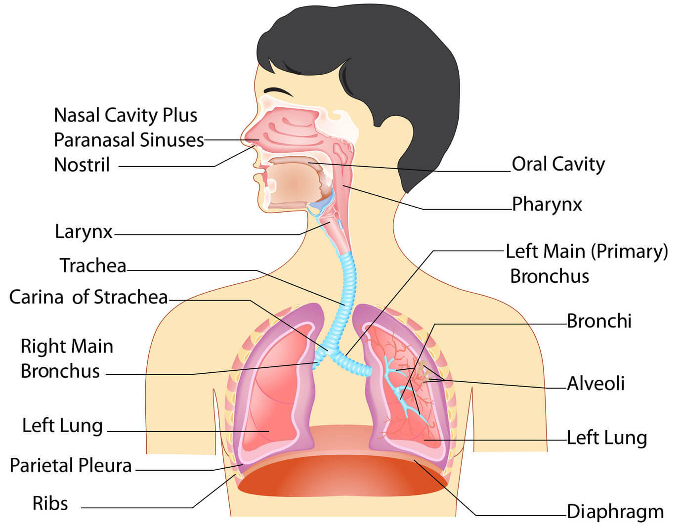 Diagram Of The Respiratory System Anatomy Of The Respiratory System