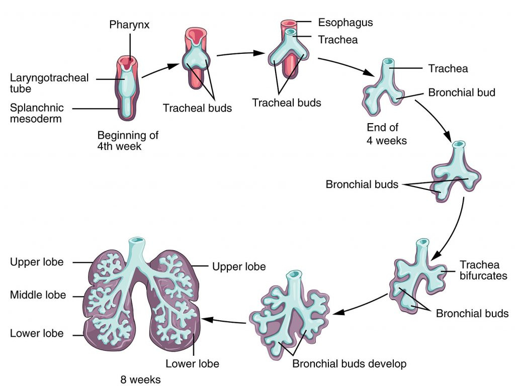 Diagram Of The Respiratory System Development Of The Respiratory System Terminal Sac Teachmesurgery
