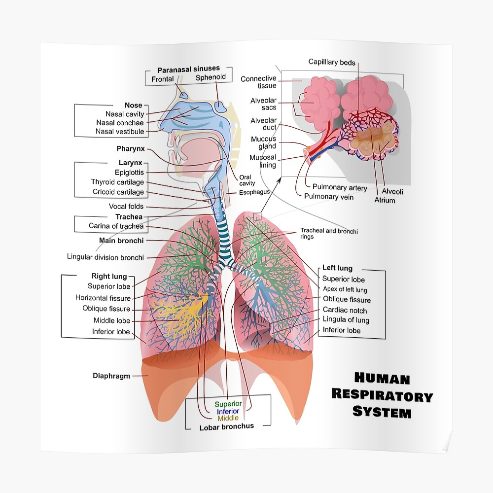 Diagram Of The Respiratory System Human Respiratory System Diagram Poster