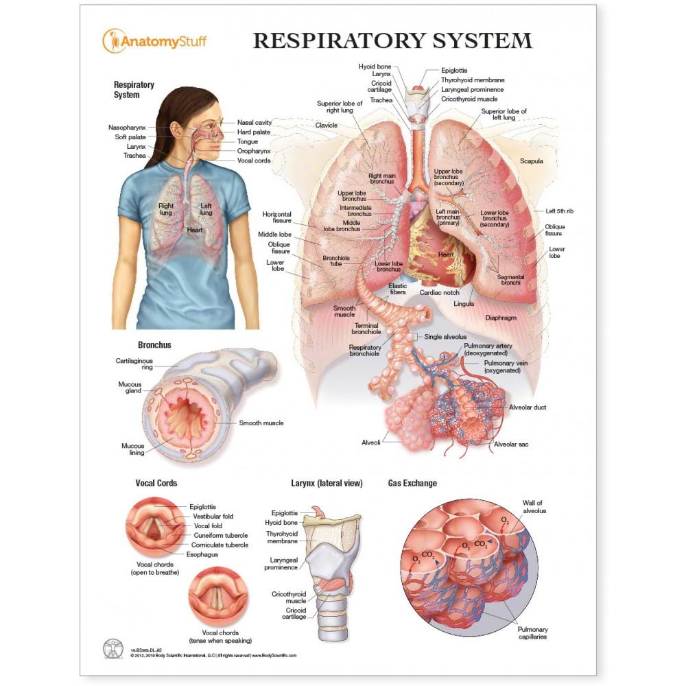 Diagram Of The Respiratory System Respiratory System Chart Poster Laminated