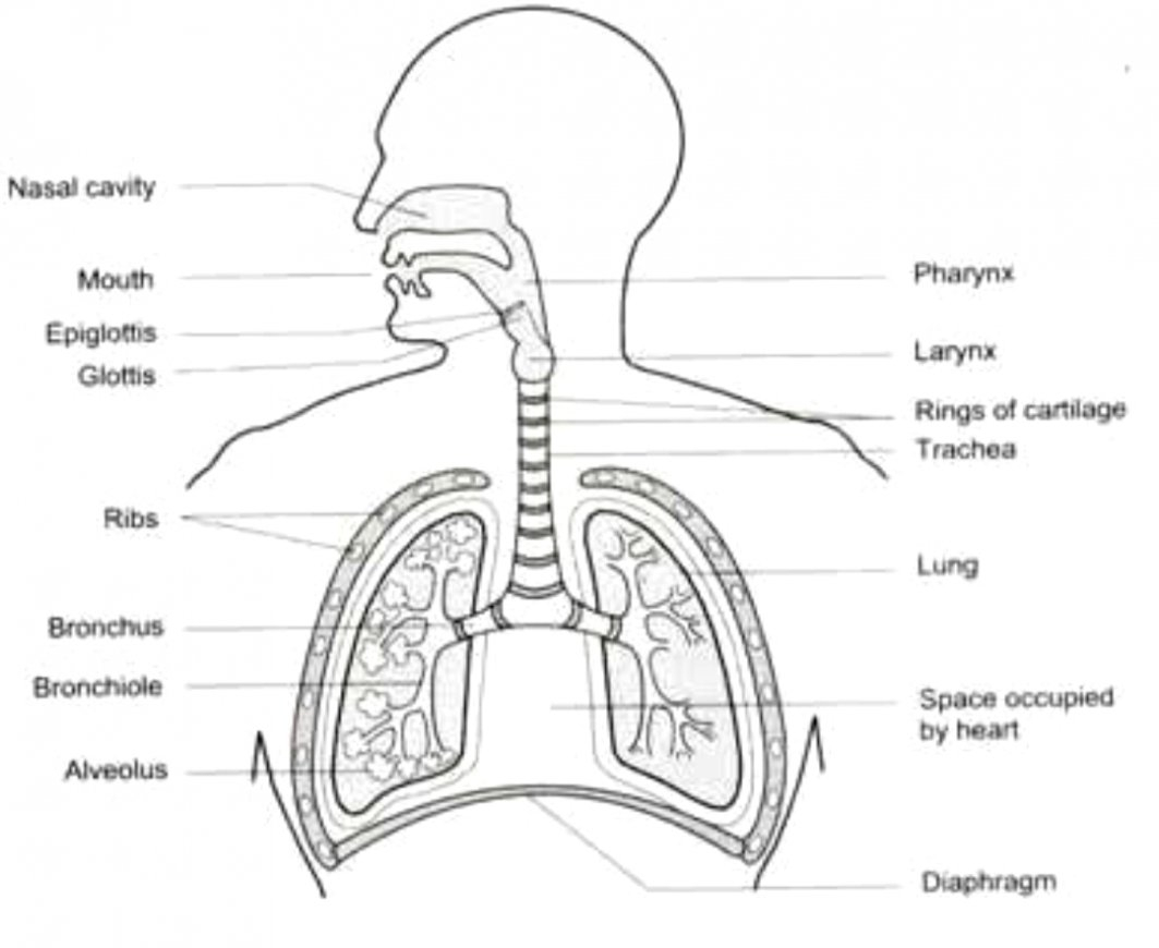 Diagram Of The Respiratory System Respiratory System Drawing At Paintingvalley Explore