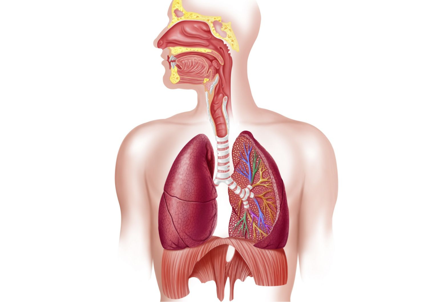 Diagram Of The Respiratory System Respiratory System How We Breathe