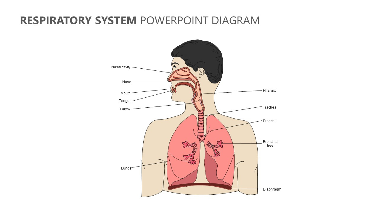 Diagram Of The Respiratory System Respiratory System Powerpoint Diagram Pslides