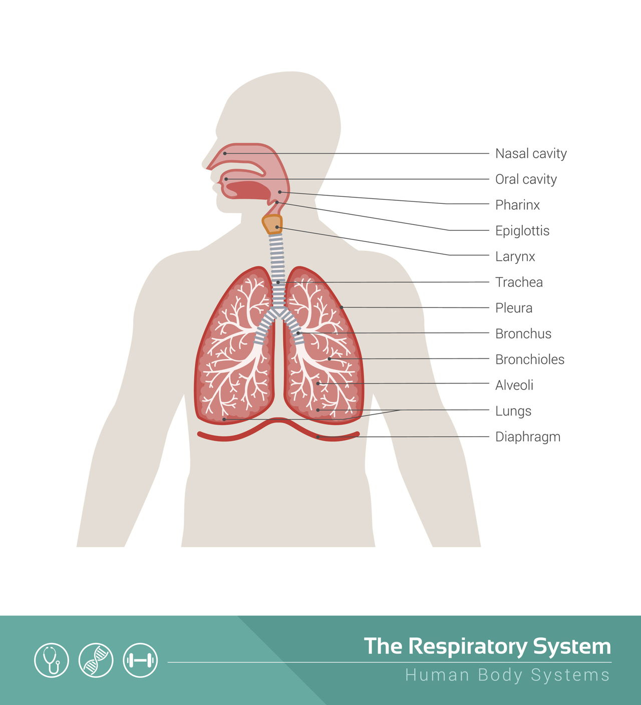 Diagram Of The Respiratory System Structure Of The Human Respiratory System Explicated With Diagrams