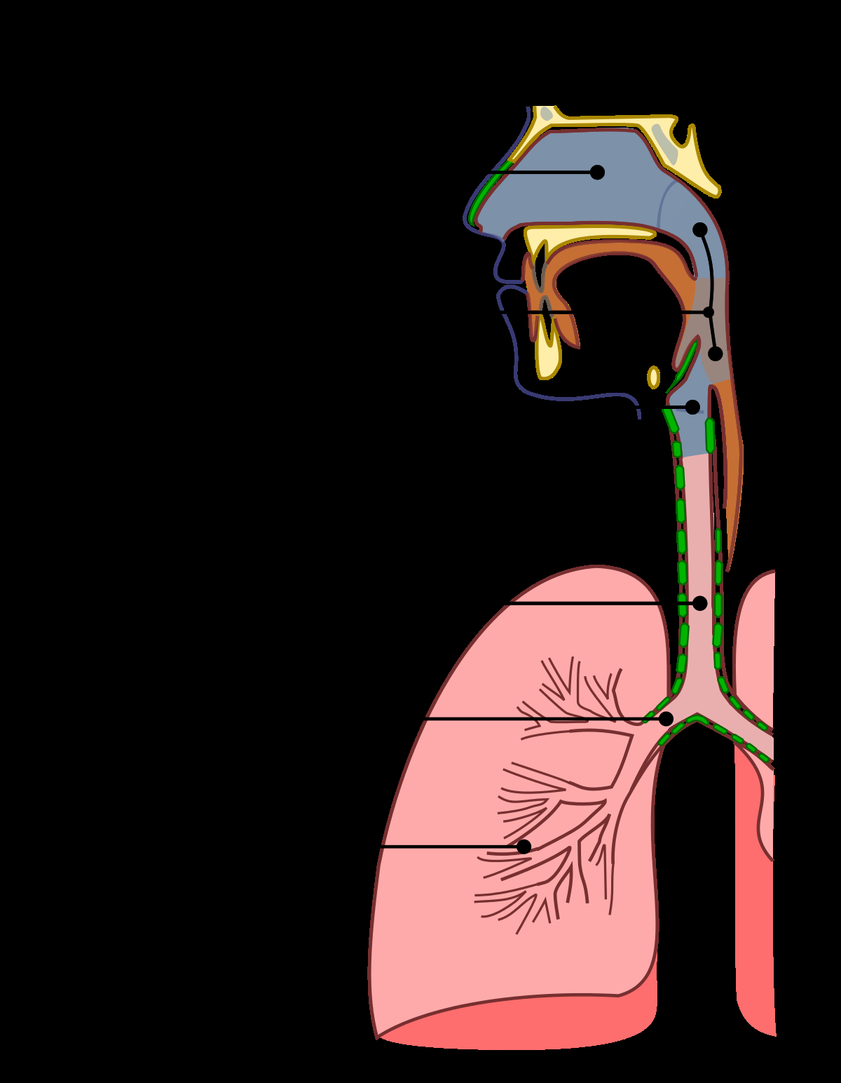 Diagram Of The Respiratory System Upper Respiratory Tract Infection Wikipedia