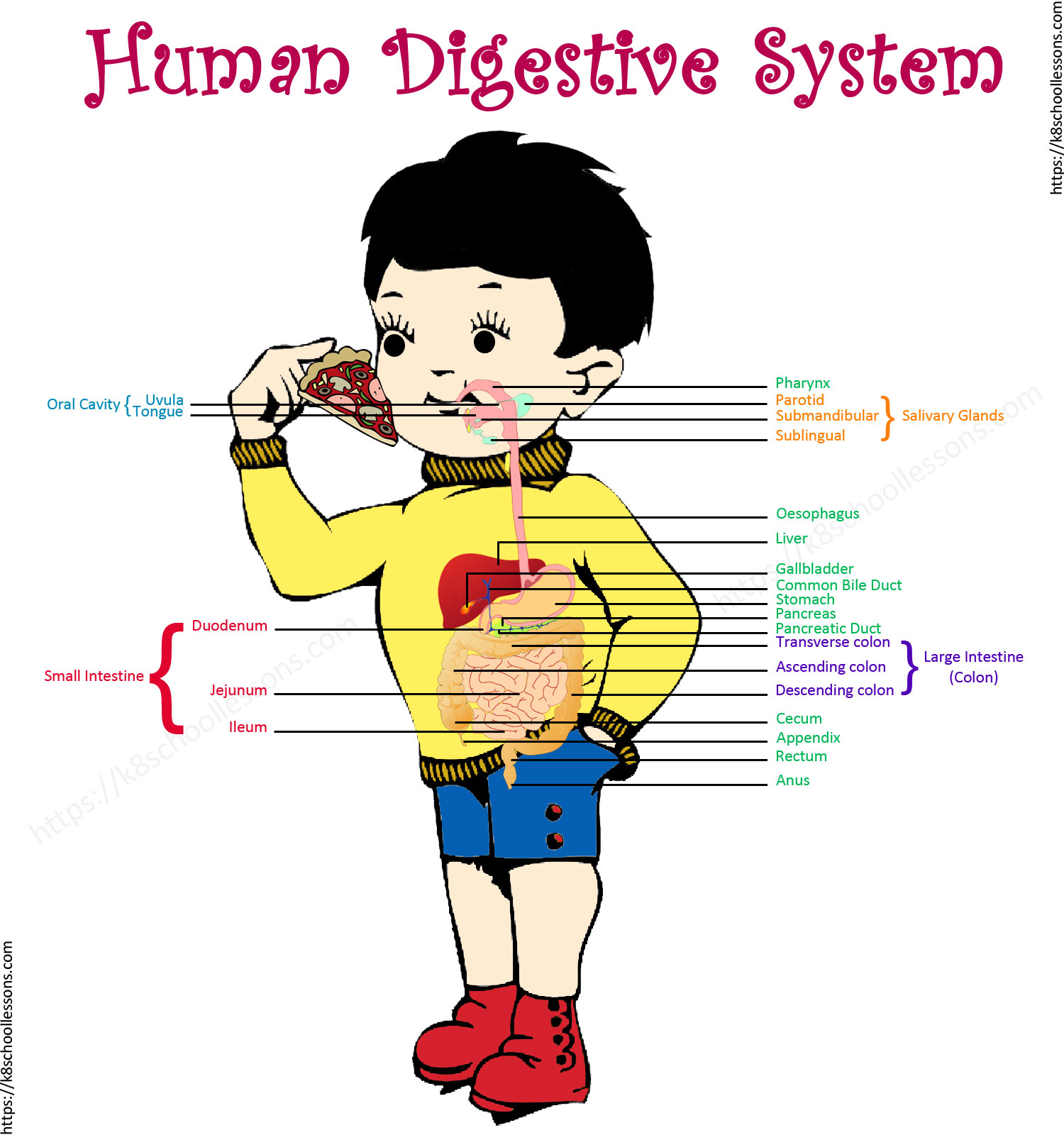 Digestive System Diagram Digestive System For Kids Human Digestive System Human Body Facts