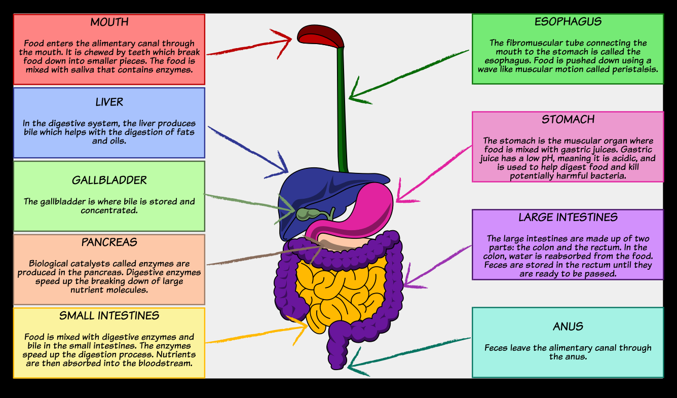 Digestive System Diagram Digestive System Storyboard Oliversmith