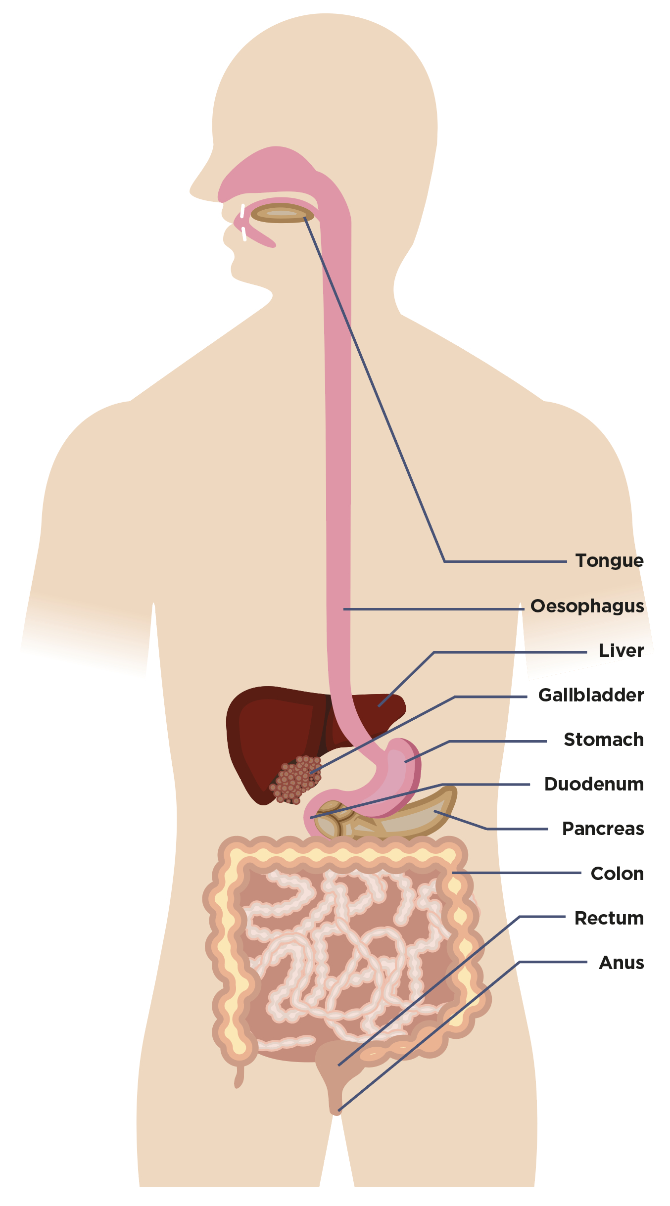 Digestive System Diagram Healthy Eating And The Digestive System Guts Uk