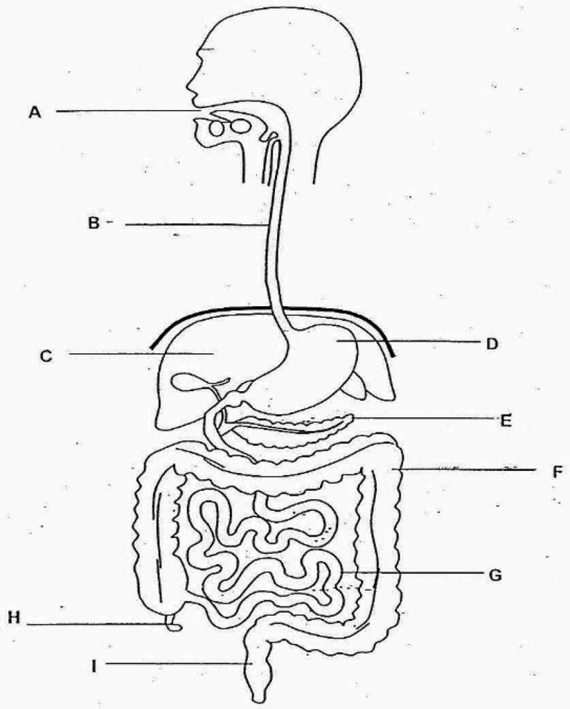 Digestive System Diagram Sketch Of Human Digestive System At Paintingvalley Explore