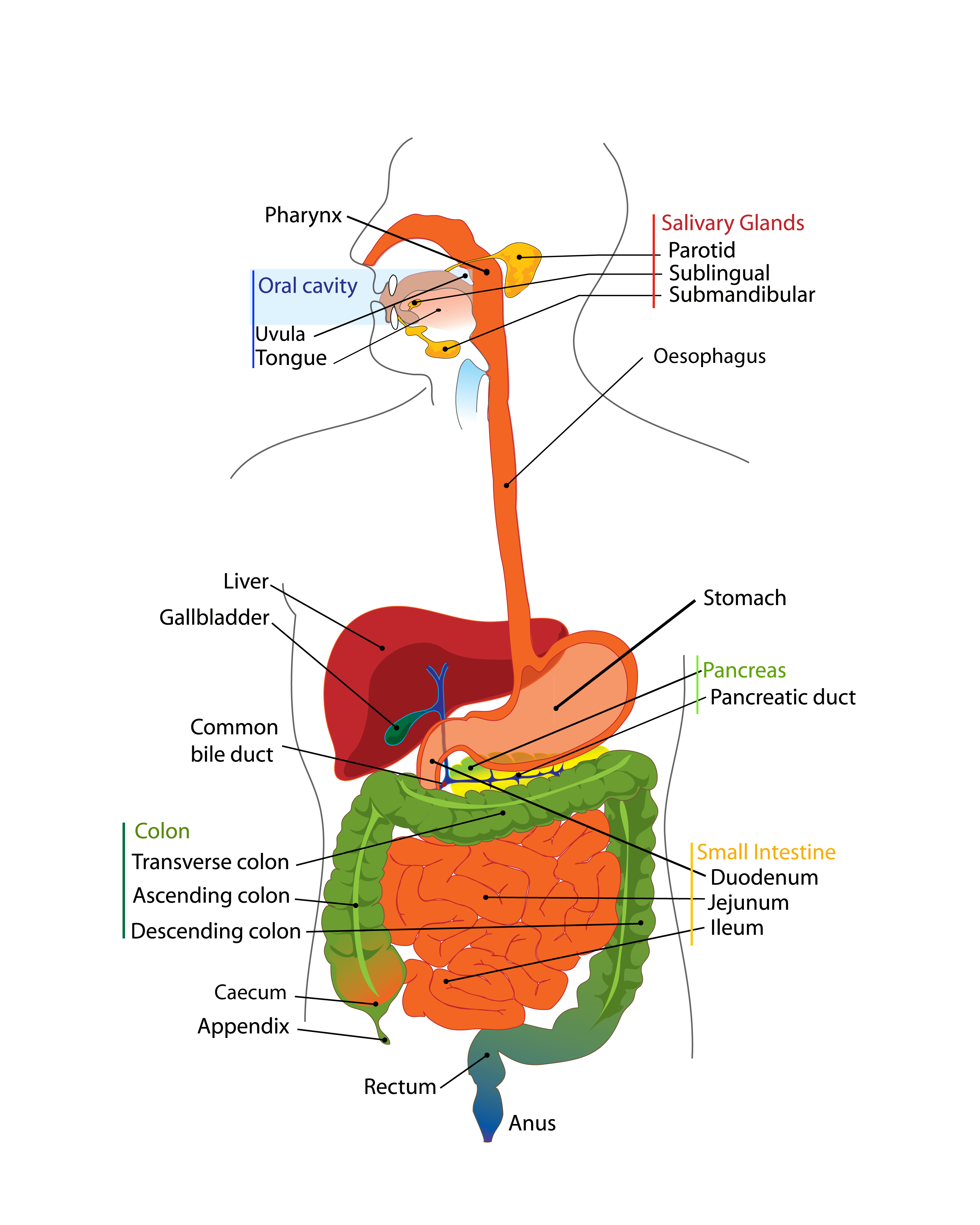 Digestive System Diagram The Human Digestive Tract Bugs In Your Guts
