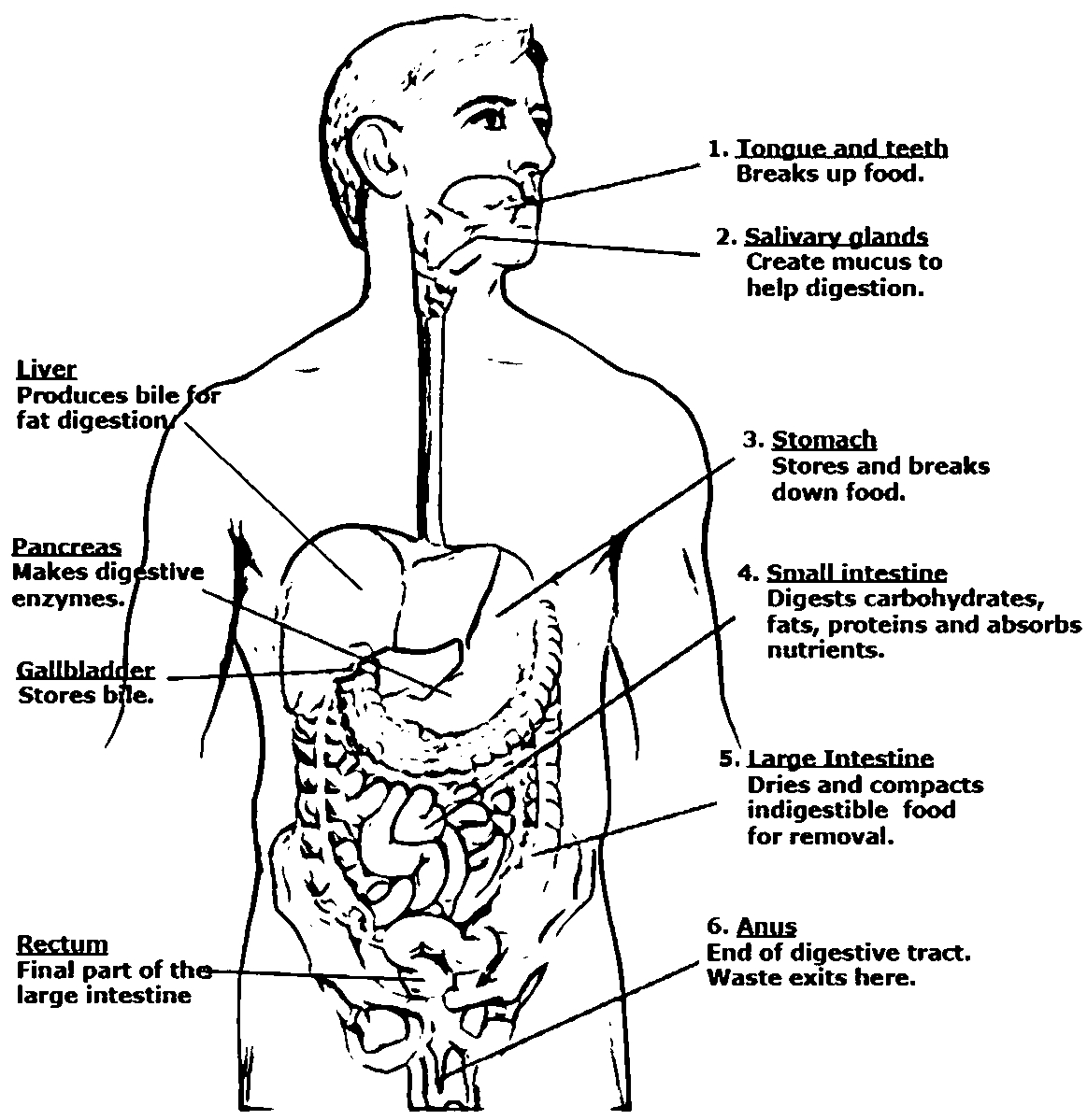 Digestive System Diagram Worksheet Coloring Sheet Digestive System Pages Of Home Human Worksheet