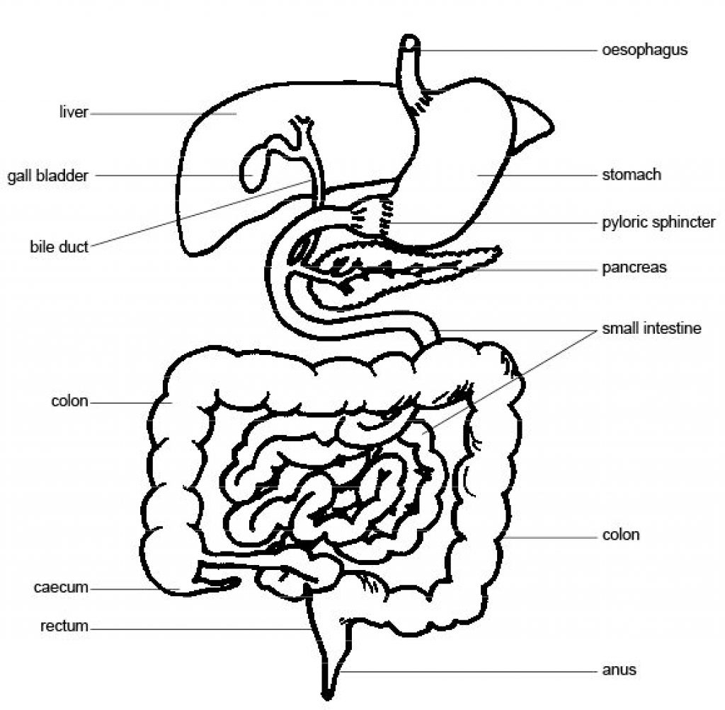 Digestive System Diagram Worksheet Digestive System Drawing At Getdrawings Free For Personal Use