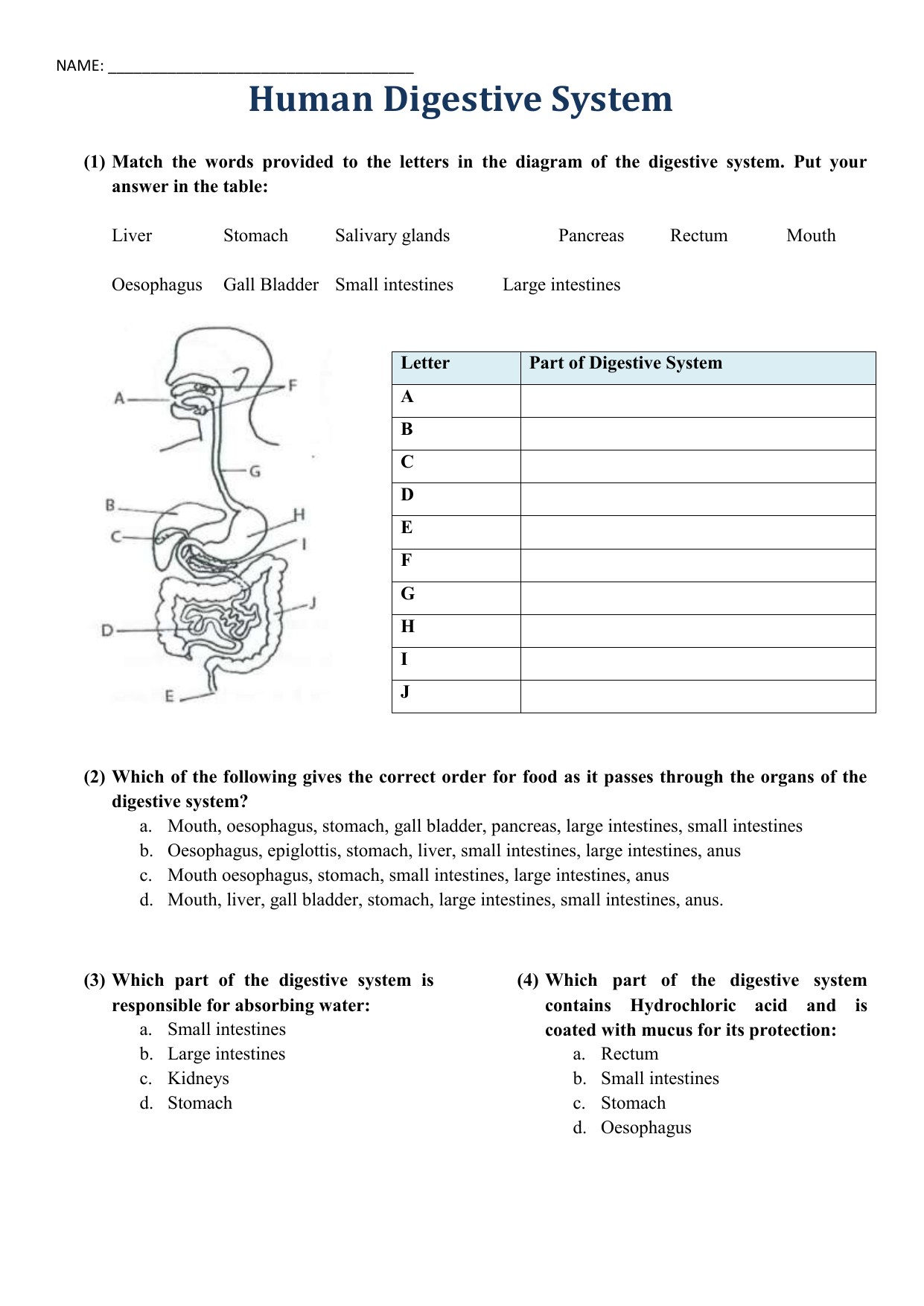 Digestive System Diagram Worksheet Human Digestive System Worksheet