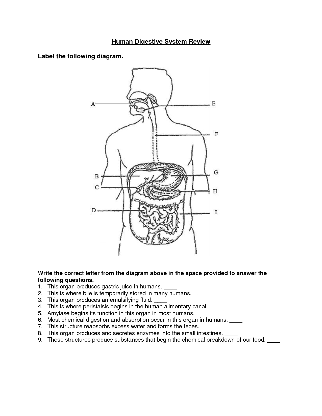 Digestive System Diagram Worksheet Sketch Of Human Digestive System At Paintingvalley Explore