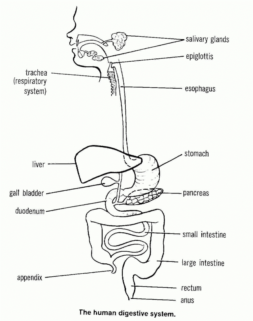 Digestive System Diagram Worksheet The Human Digestive System Worksheet Answers Lobo Black