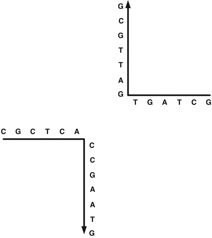 Dna Molecule Diagram A Branched Dna Molecule With Four Arms Download Scientific Diagram