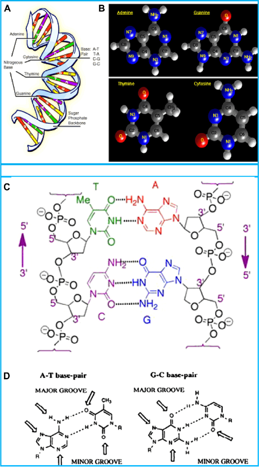 Dna Molecule Diagram A Structure Of Dna Molecule B Bases Adenine Guanine Thymine