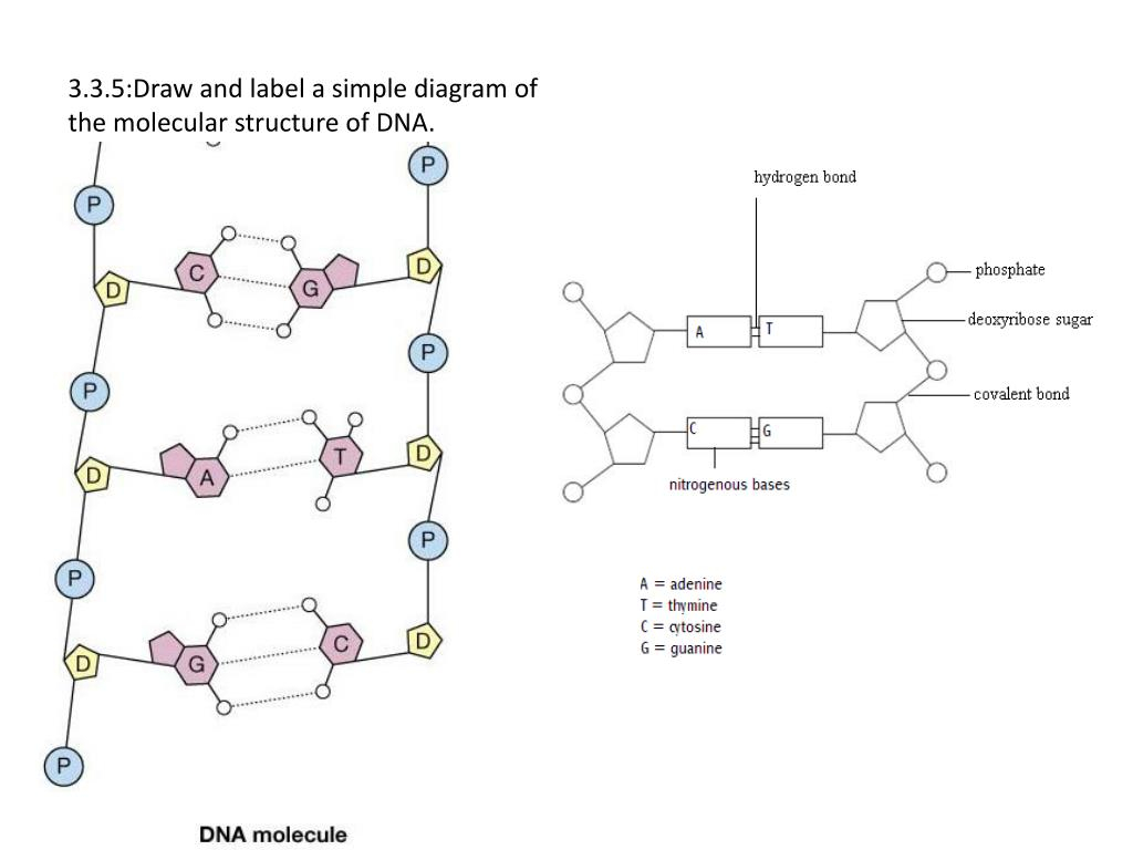 Dna Molecule Diagram Deoxyribose Dna Base Diagram Bookmark About Wiring Diagram