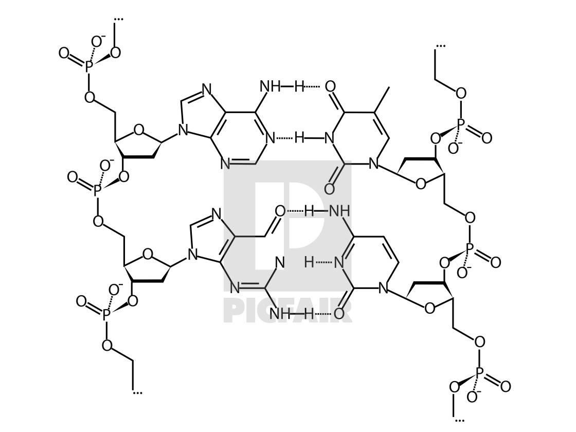 Dna Molecule Diagram Dna Chemical Structure Formula License Download Or Print For
