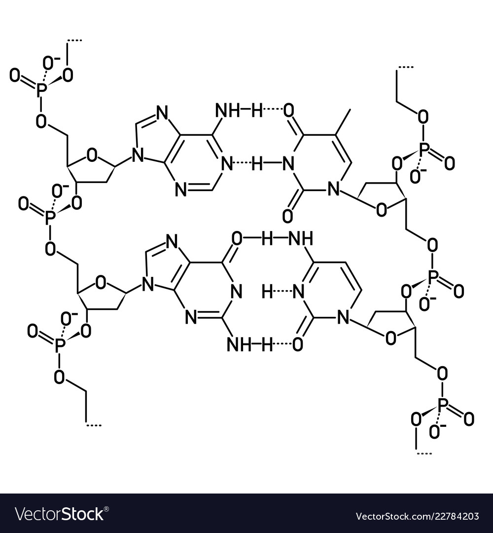 Dna Molecule Diagram Dna Molecule Structure