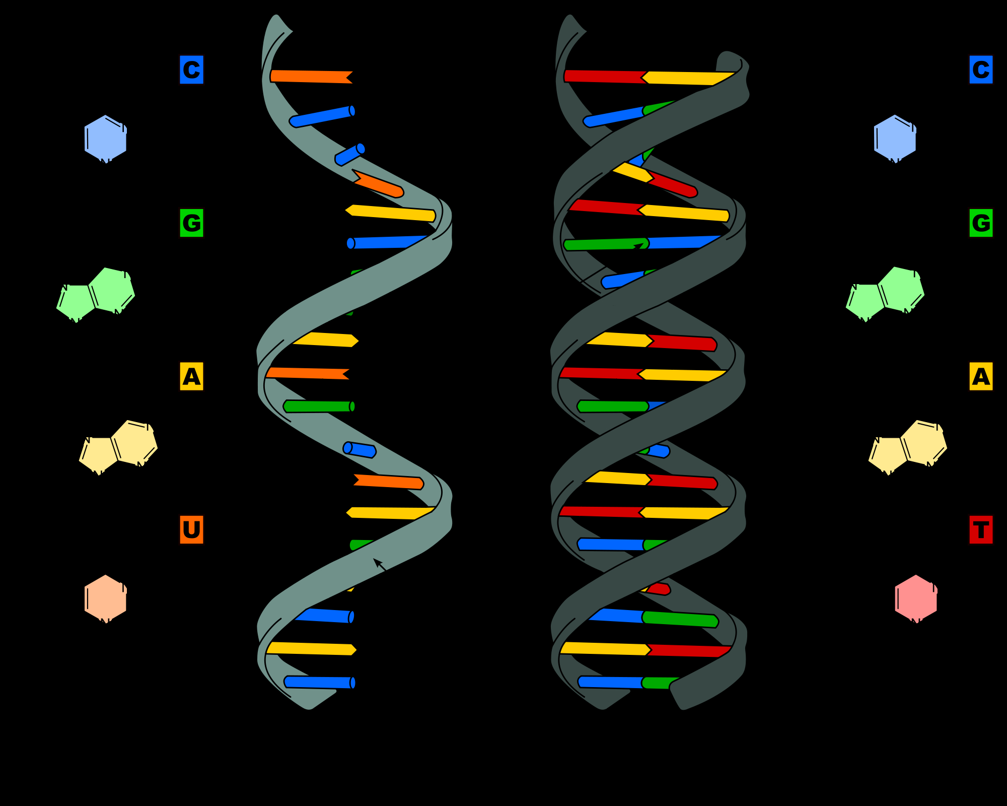 Dna Molecule Diagram Dna Replication Structure Stages Of Replication