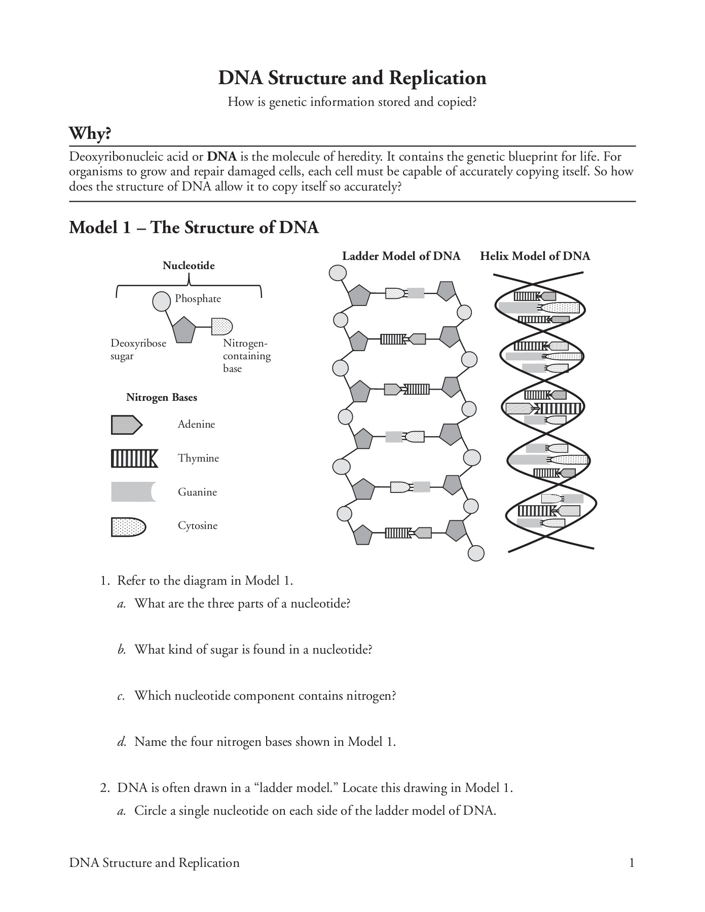 Dna Molecule Diagram Dna Structure And Replication Pages 1 5 Text Version Anyflip