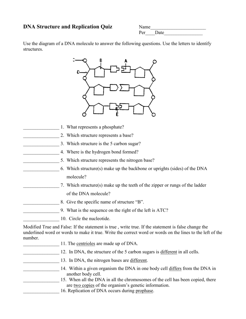 Dna Molecule Diagram Dna Structure And Replication Quiz