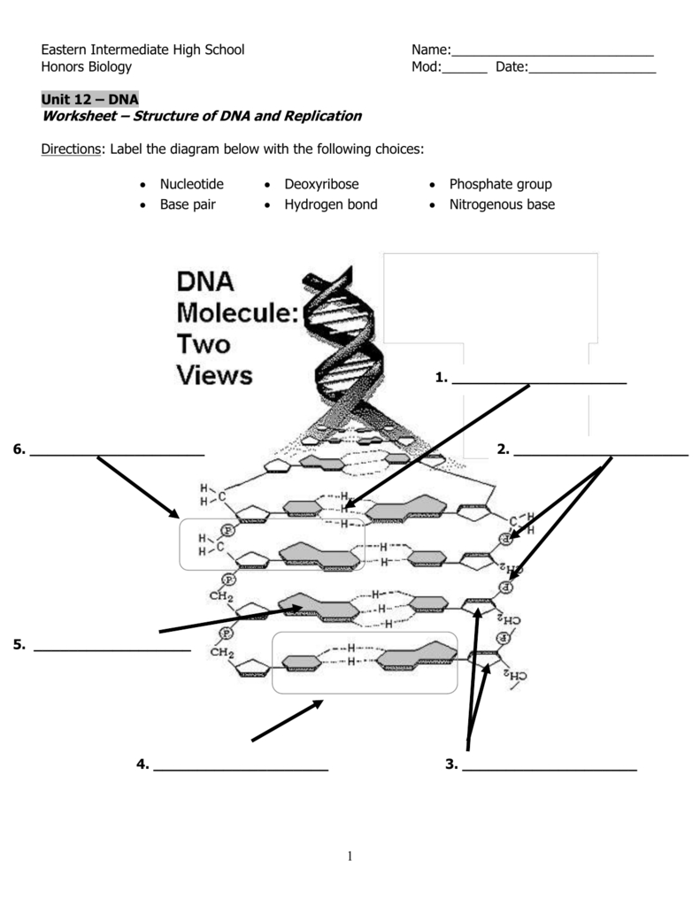Dna Molecule Diagram Dna Structure And Replication Worksheet