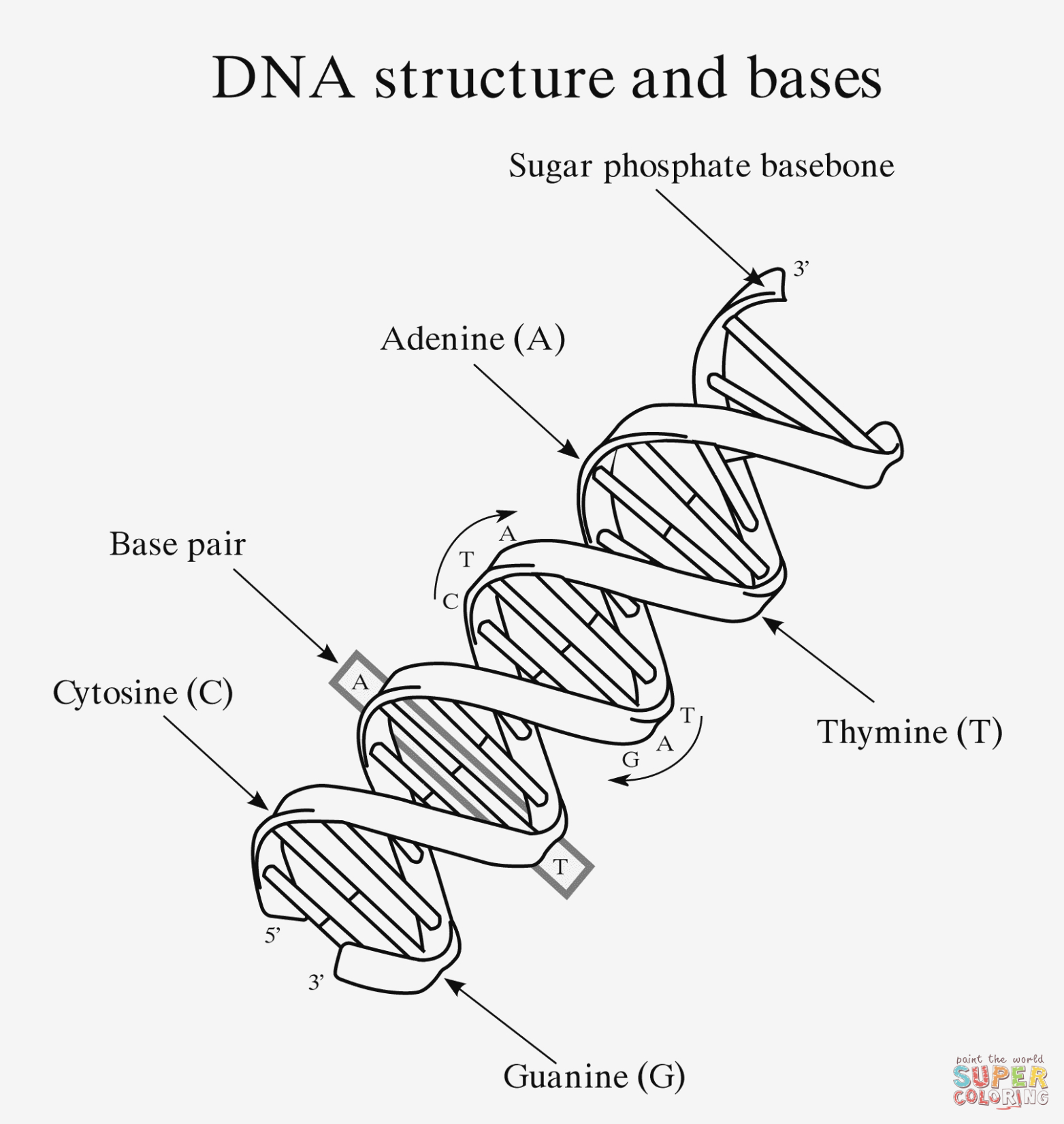 Dna Molecule Diagram Dna Structure Diagram Drawing Res Wiring Diagrams