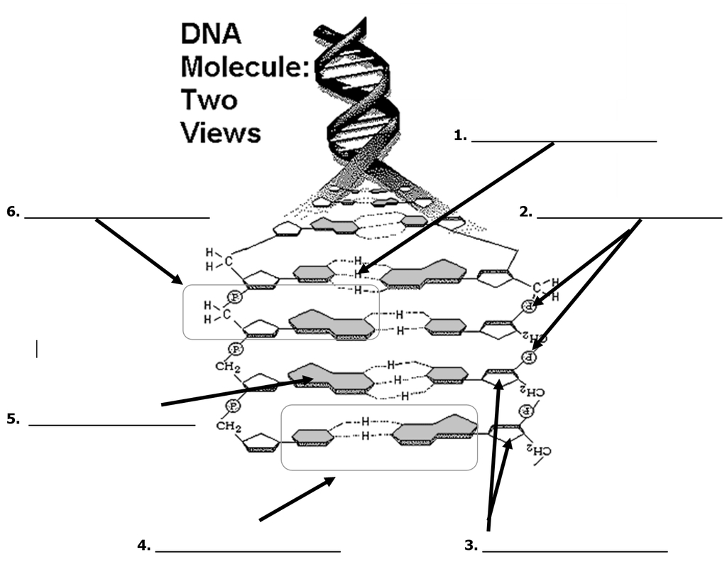 Dna Molecule Diagram Dna Structure Diagram Quizlet