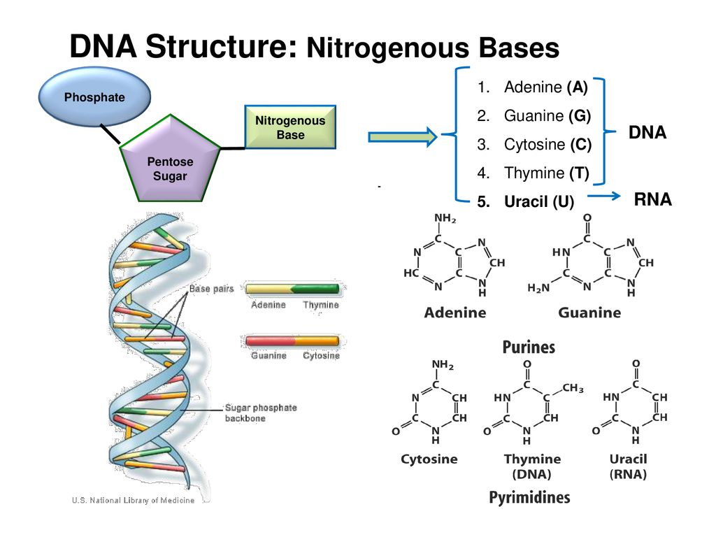 Dna Molecule Diagram Dna Structure Ppt Download