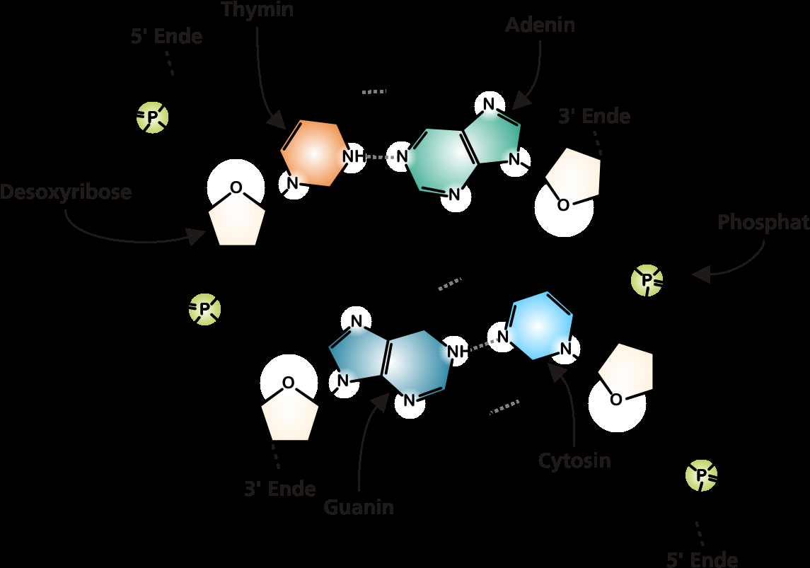 Dna Molecule Diagram Download Dna Structure Png Structure Of A Dna Molecule Diagram Png