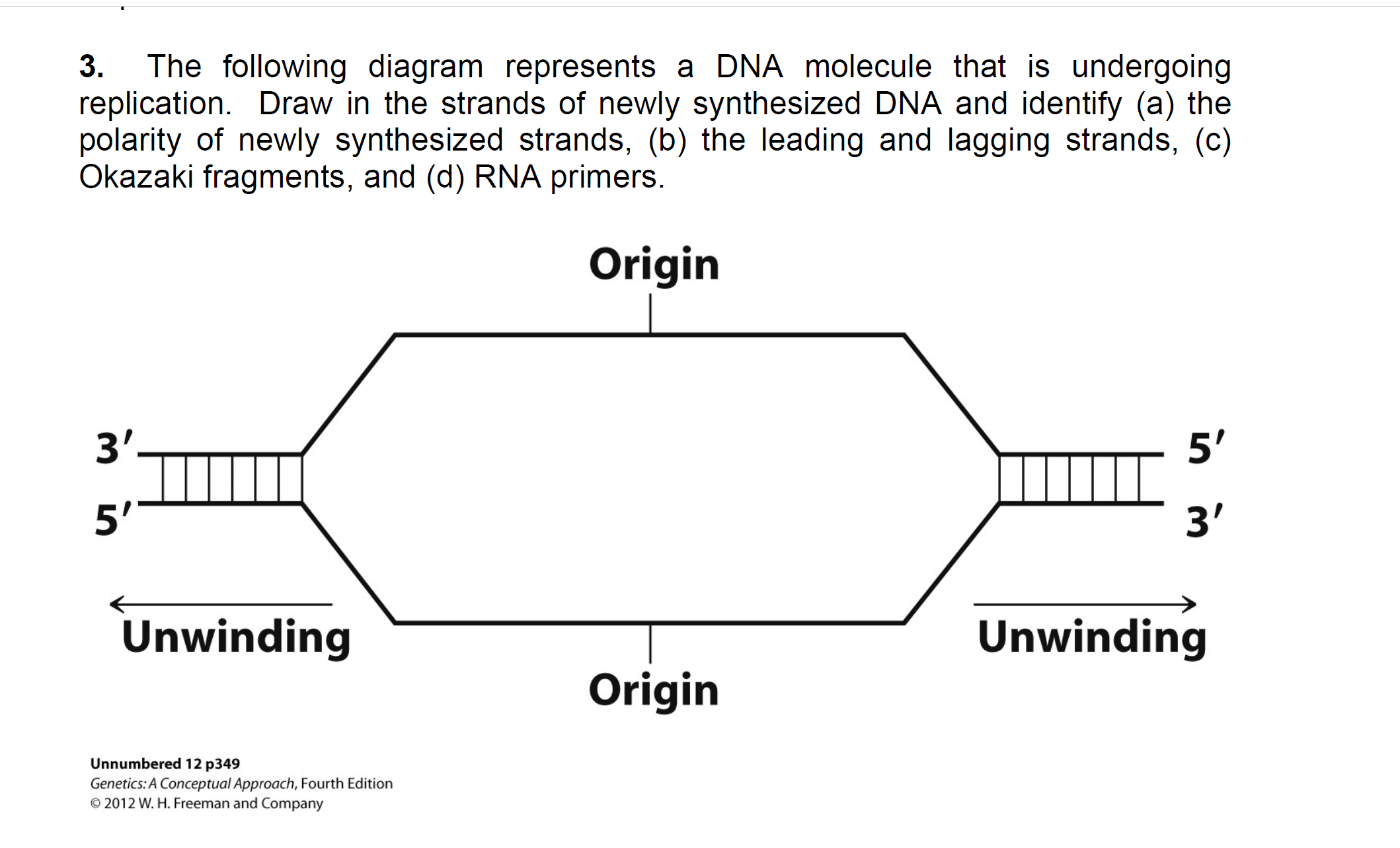 Dna Molecule Diagram Solved The Following Diagram Represents A Dna Molecule Th