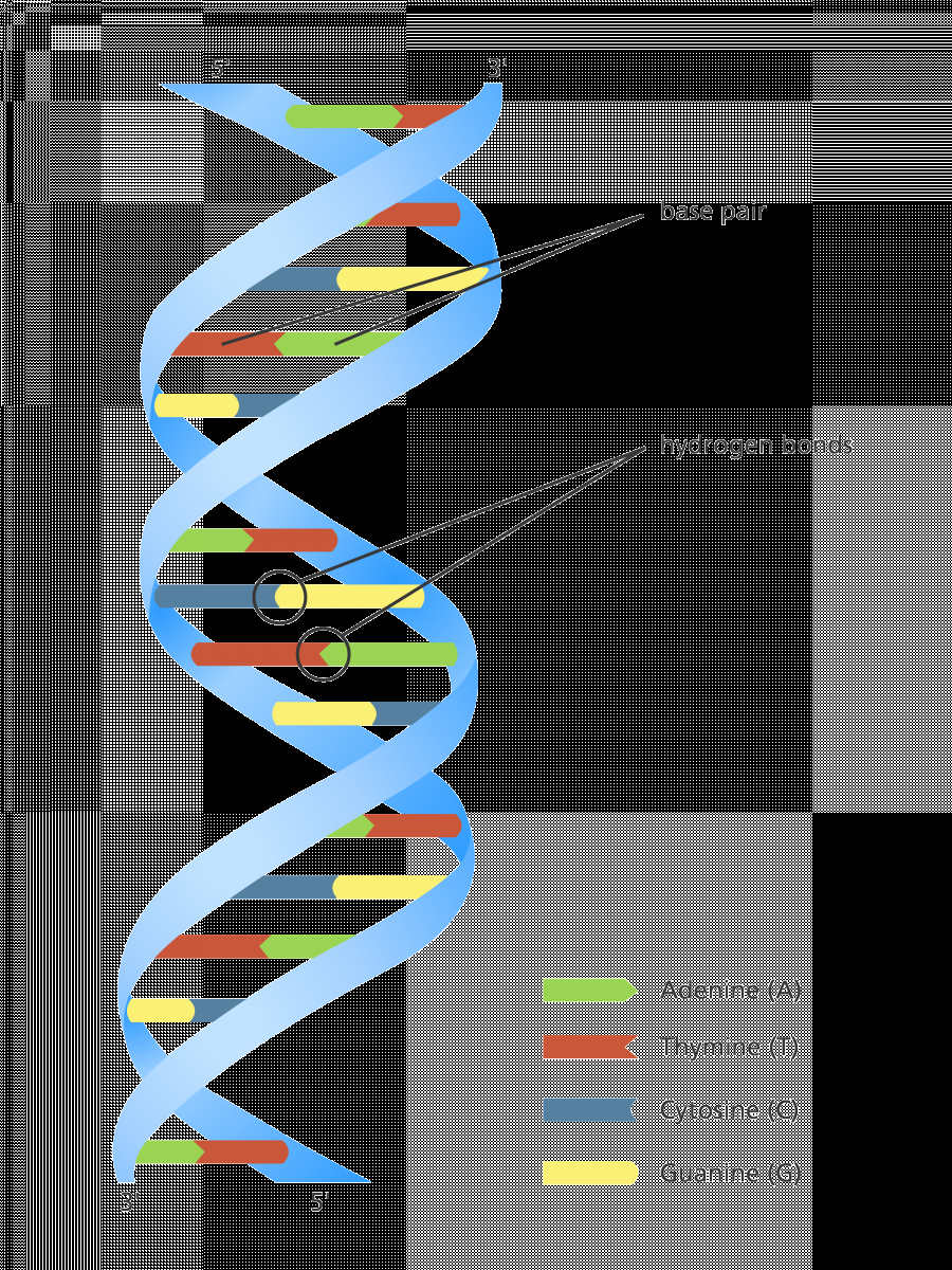 Dna Molecule Diagram What Is Dna Facts Yourgenome