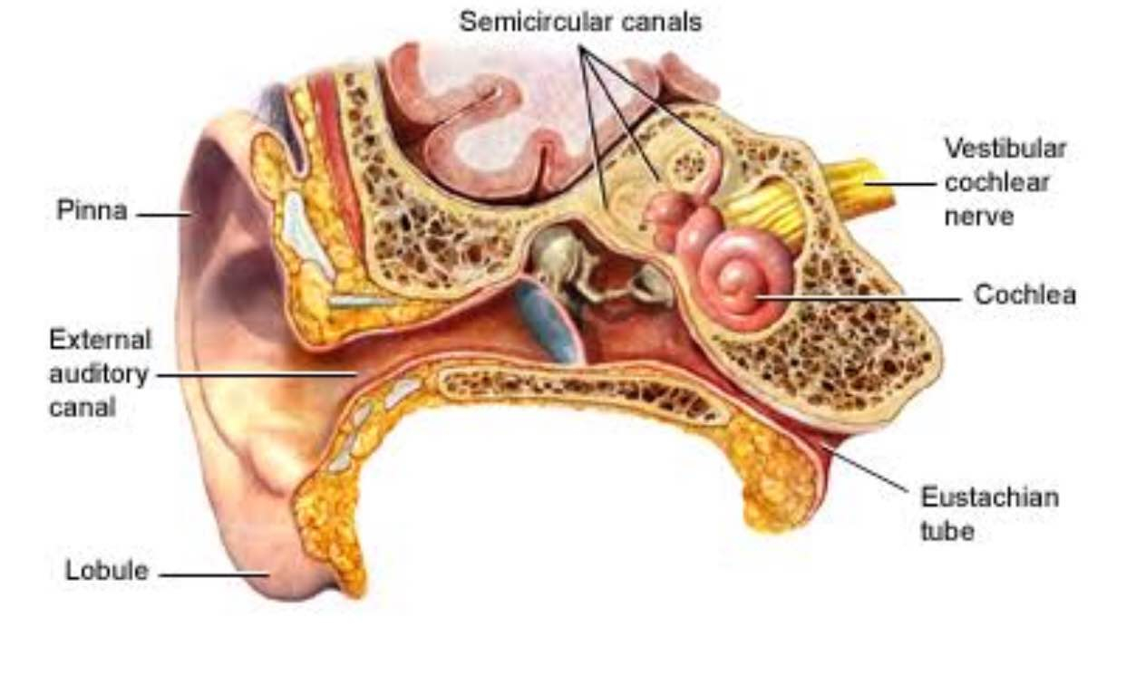 Ear Infection Diagram Ear Infection An Ear Infection Acute Otitis Media Is Most Often A