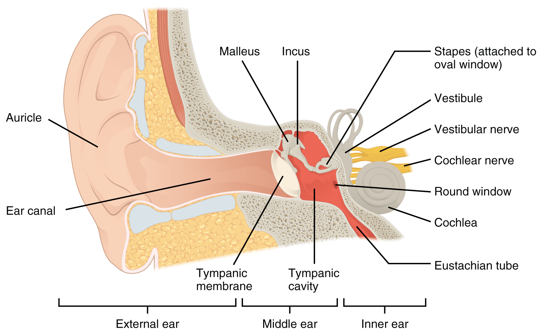 Ear Infection Diagram Ear Infections Health Promotion Gibraltar Gha