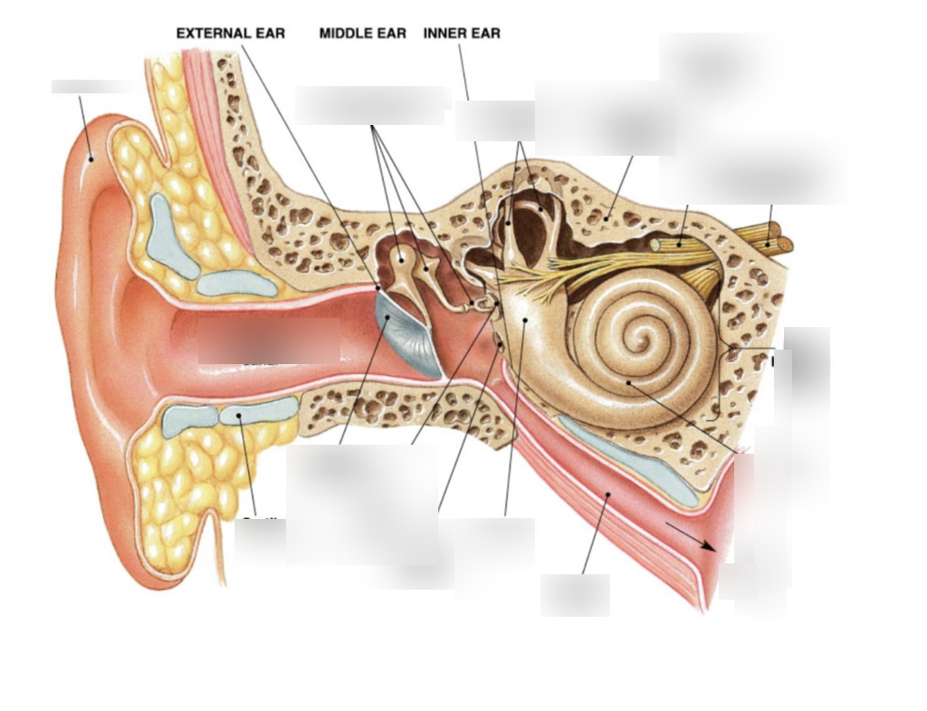 Ear Infection Diagram Ear Model Diagram Wiring Diagram Review