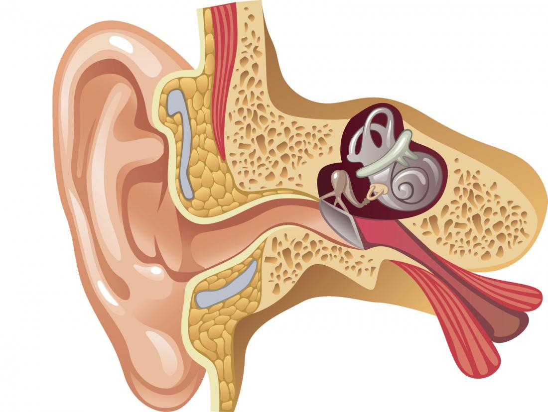 Ear Infection Diagram Eustachian Tube Dysfunction Causes Symptoms And Treatment