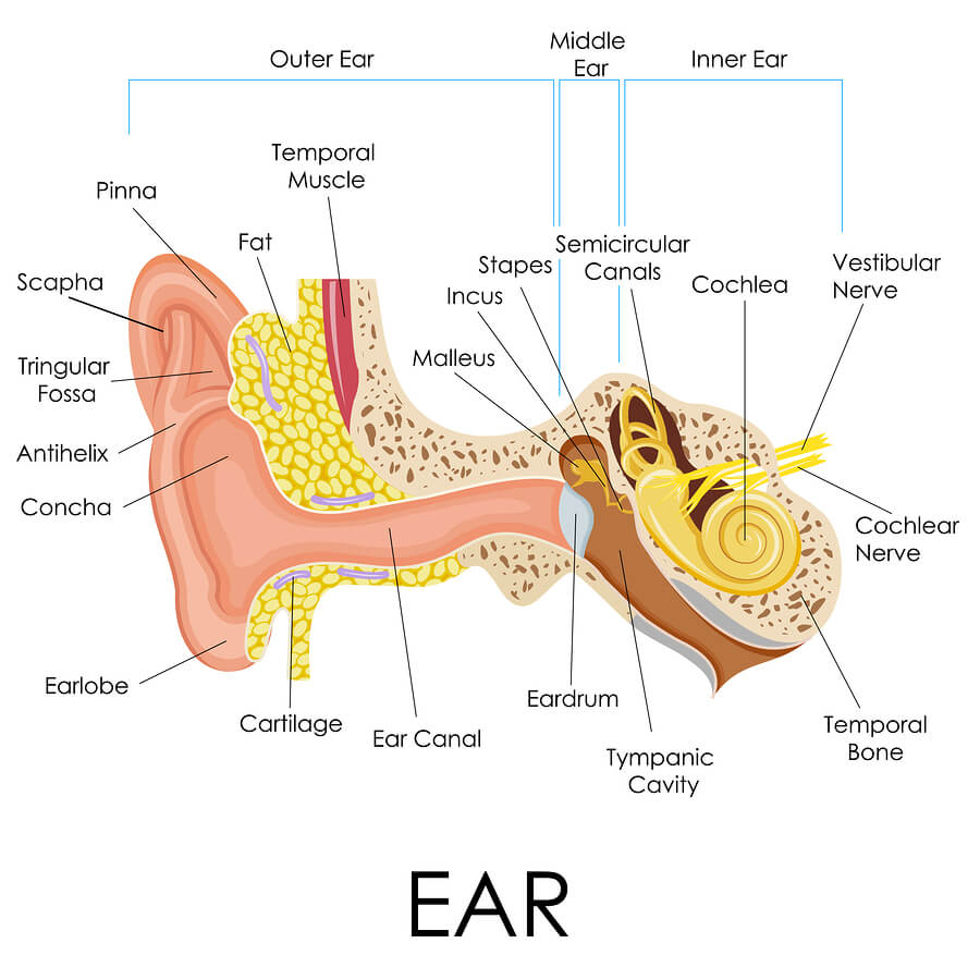 Ear Infection Diagram How Long Does An Ear Infection Last Plushcare
