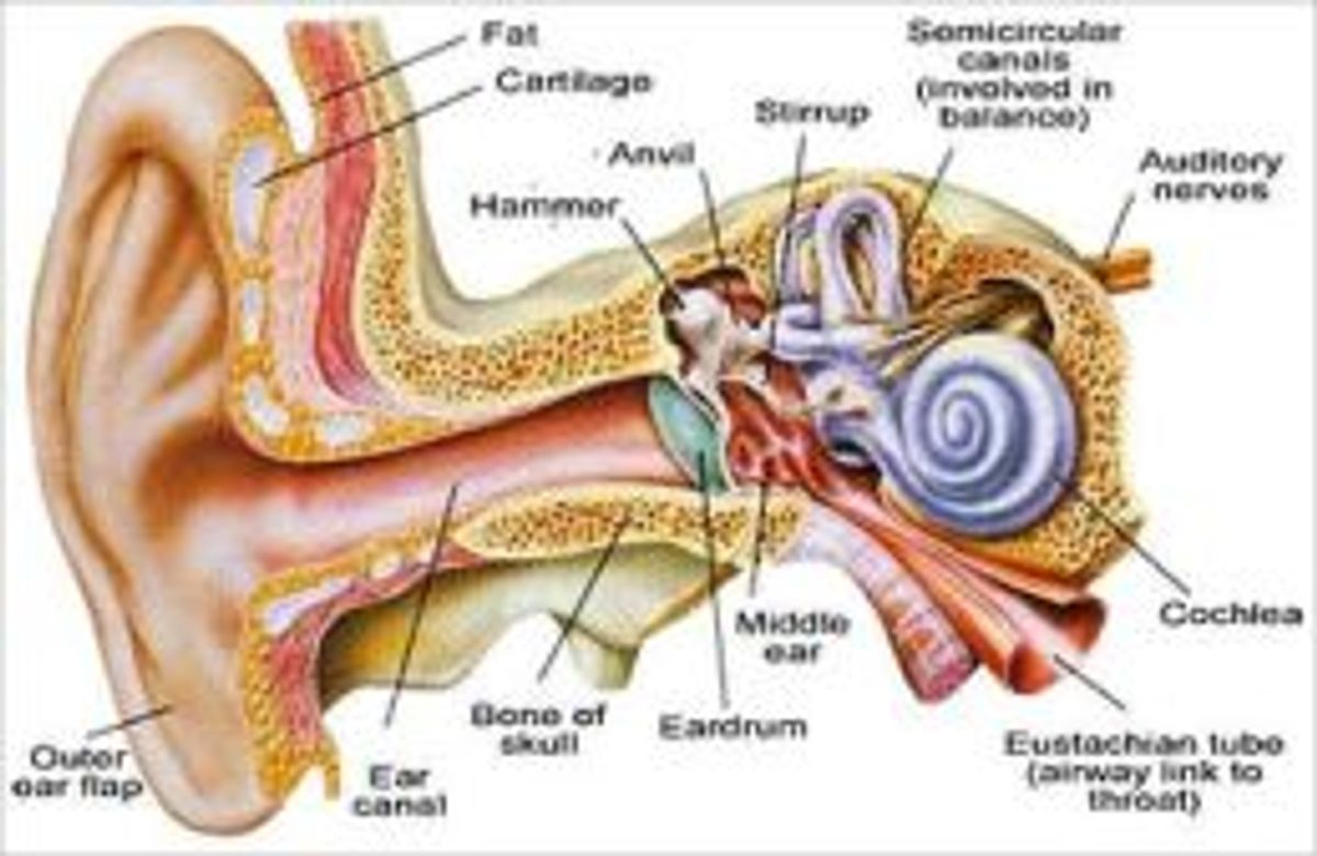 Ear Infection Diagram How To Get Rid Of An Ear Infection Ebook Omar Waters Rakuten Kobo