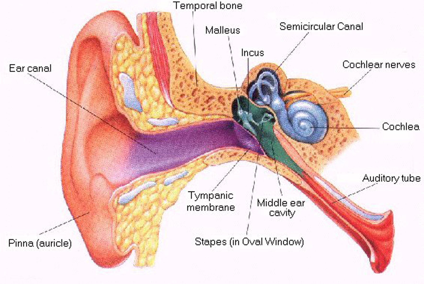 Ear Infection Diagram Middle Ear Bone Diagram Wiring Diagrams