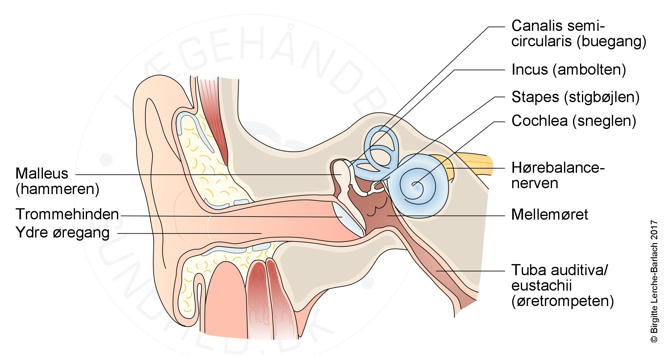 Ear Infection Diagram Middle Ear Infection 8 True Or False Facts I Otitis Media I Ciha