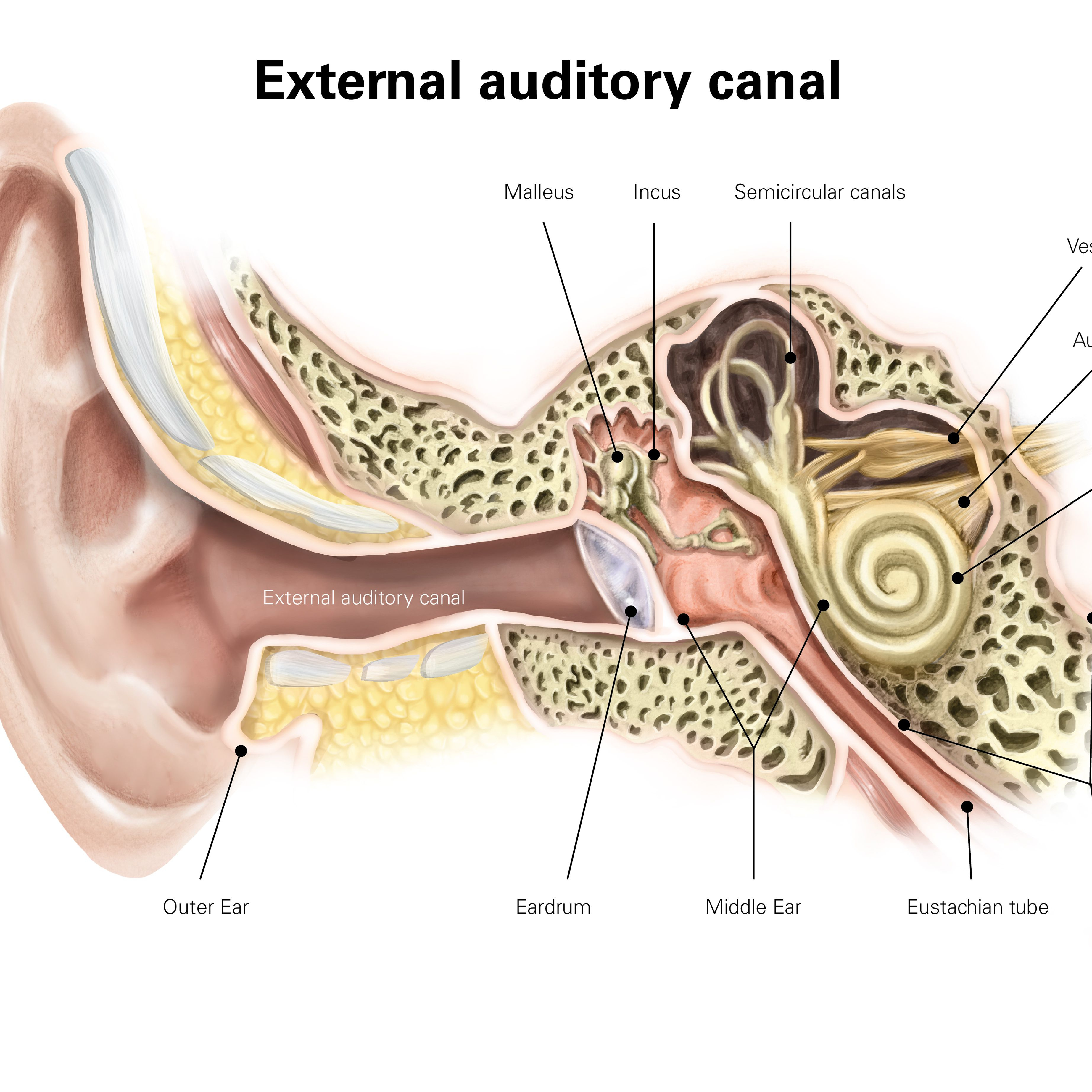 Ear Infection Diagram Patulous Eustachian Tube Overview