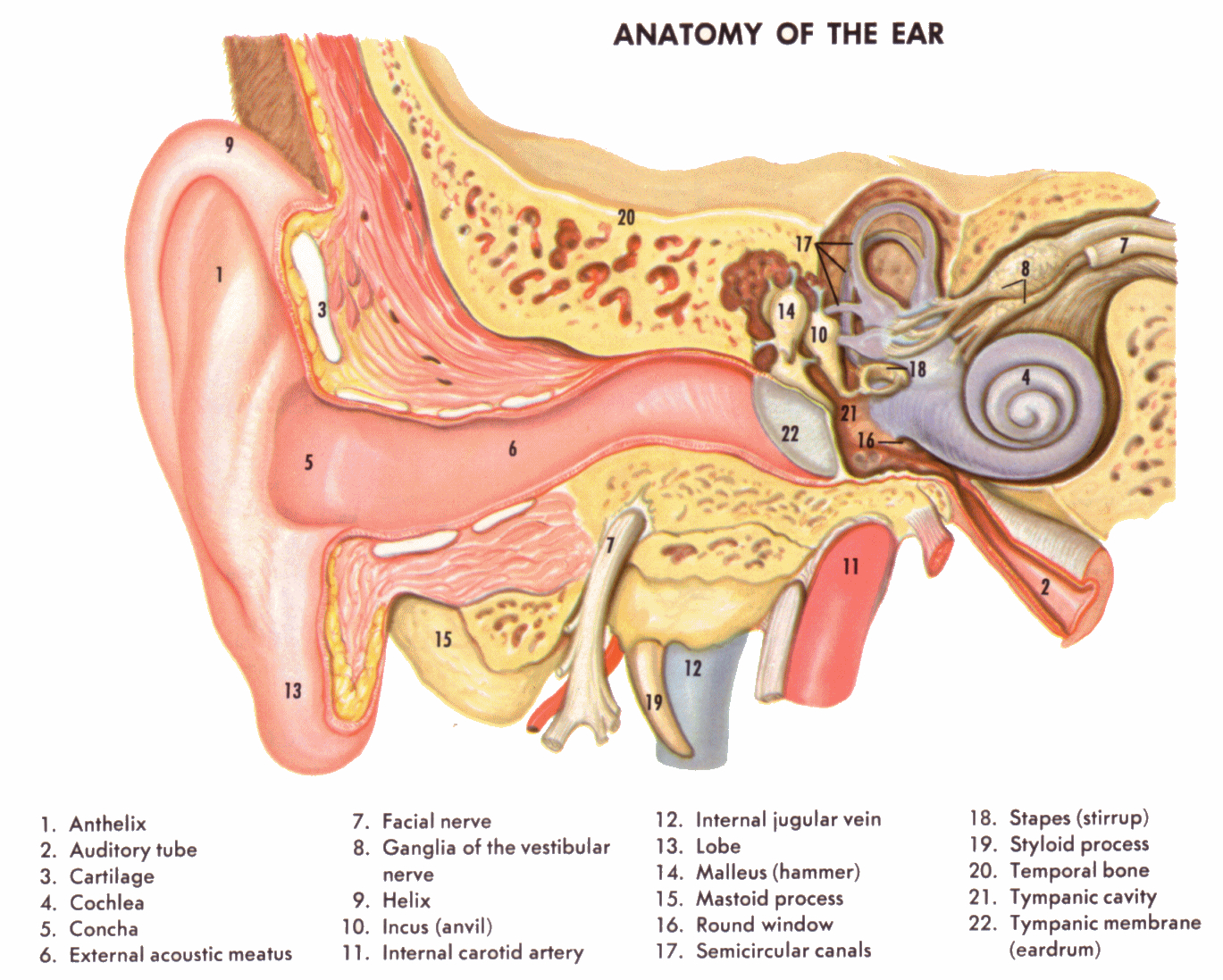 Ear Infection Diagram Recognize The Symptoms Of Ear Infection In Children