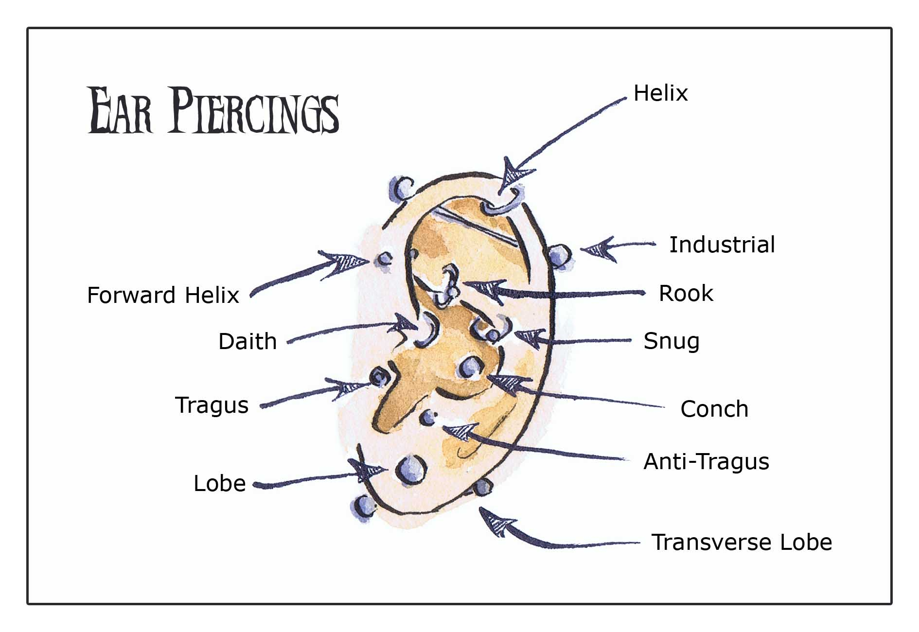 Ear Piercing Diagram Ear Piercings Drawesome Illustration