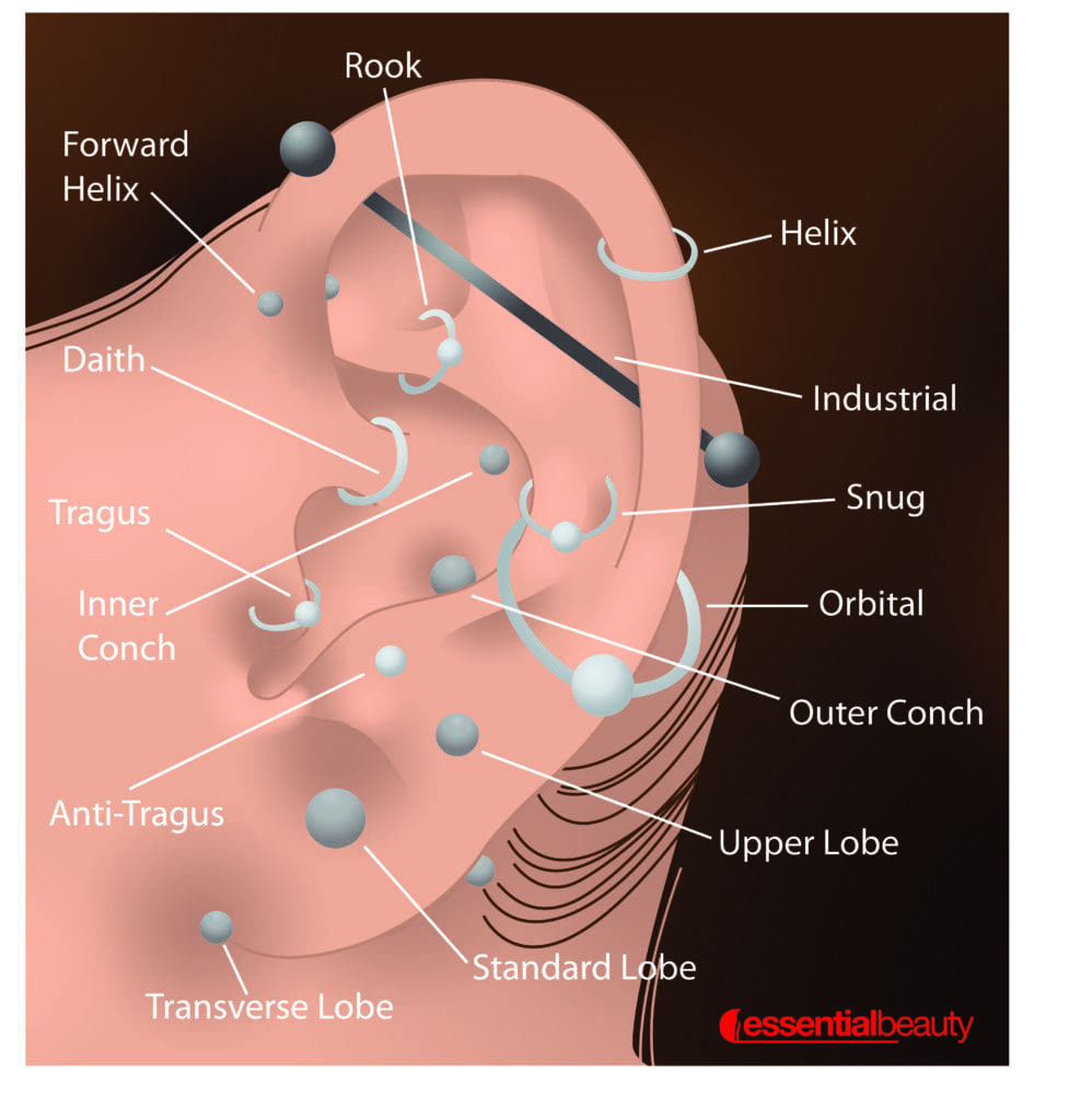 Ear Piercing Diagram The Migraine Piercing What Is It Essential Beauty